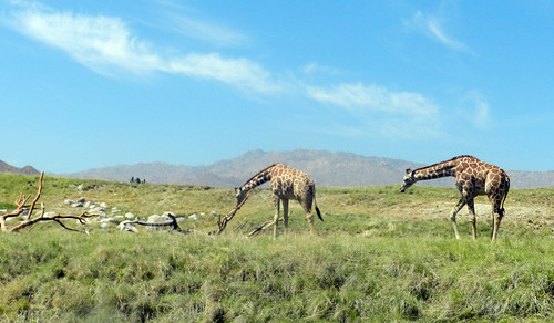 california ca usa field unitedstates giraffes 2012 palmdesert nikoncoolpixp500