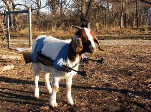 Image result for war goat
