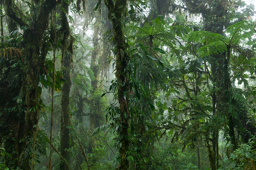 landscape geotagged costarica santaelena cloudforest kostarika
