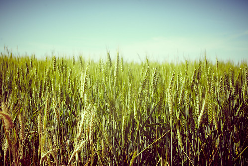 sky france wheat ciel faye blé