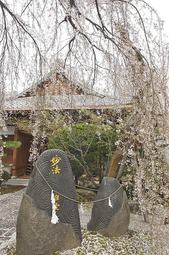 【写真】2014 桜 : 本満寺/2021-05-28/IMGP5696