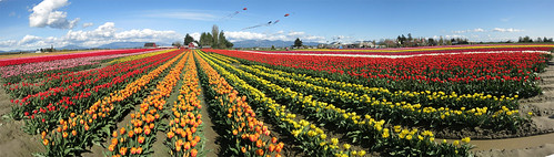 skagit valley washington usa tulips panorama flowers rows spring clouds blue skies tuliptown red yellow orange white purple barn mud water tulip inexplore