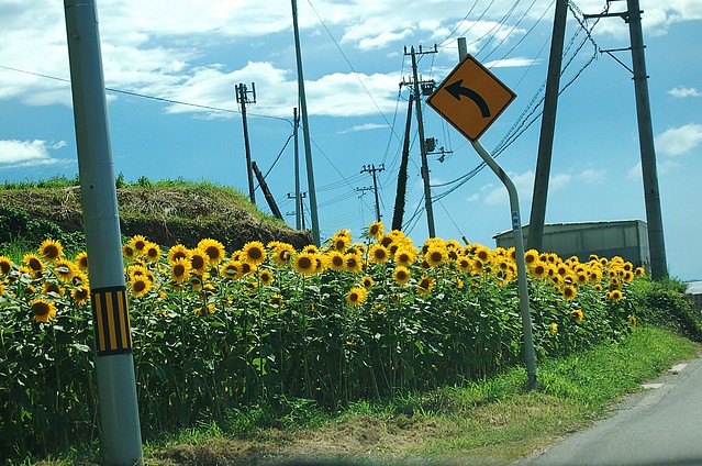 Sunflower　向日葵