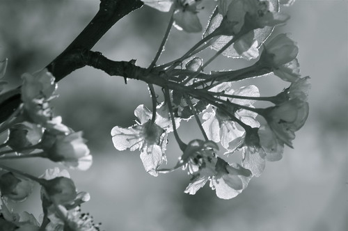 white tree nature grey mono spring gardening landscaping flash blossoms created april backlit bradfordpear myownphoto nancyarmstrongt