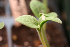 seedlings 013