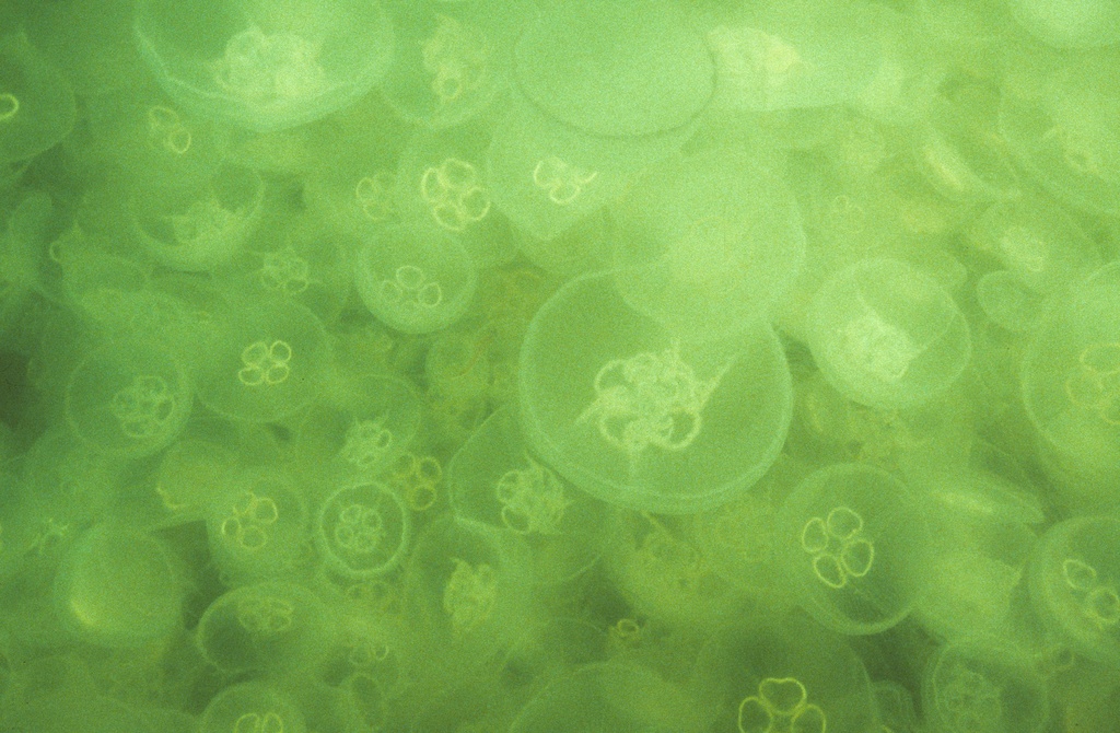 Lots of moon jellies, Newfoundland - take 2