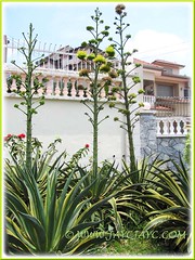 A colony of flowering Agave desmettiana 'Variegata' (Dwarf Variegated Agave, Variegated Smooth Agave/Century Plant)
