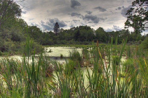 brighton michigan swamp marsh pierzynski brightonstaterecarea