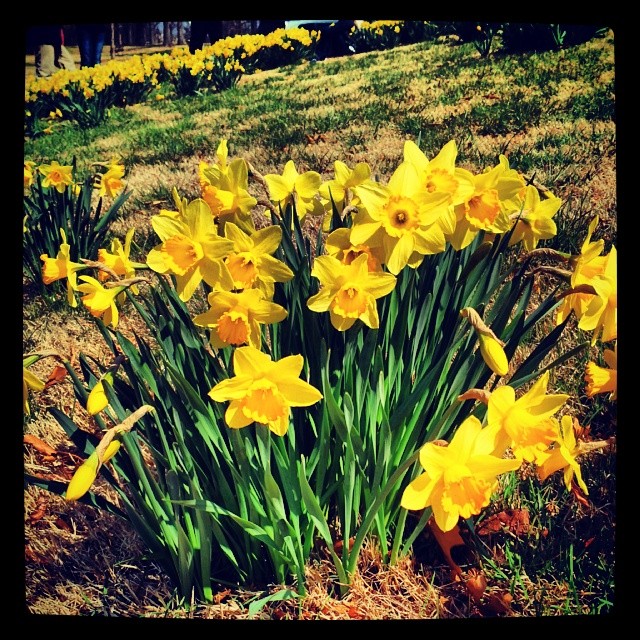 More #daffodils #woodwardpark #flowers #spring #tulsa #oklahoma #igersok