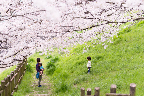 flowers light flower color love nature beautiful japan landscape photography nikon scenery soft pastel bluesky 桜 日本 花 d800 サクラ nikoor
