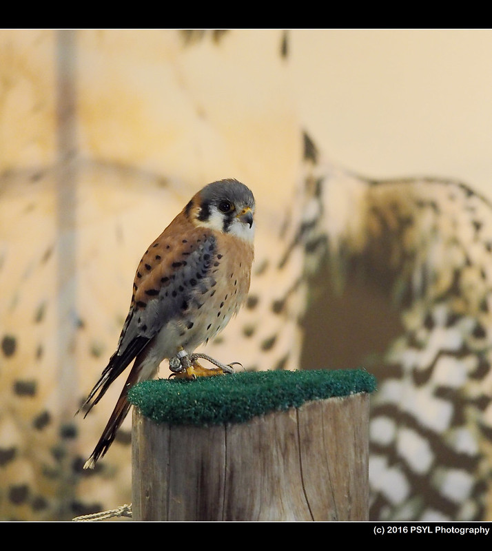Captive American Kestrel (Falco sparverius)