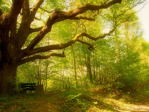 tree forest germany bench bank wald baum heilbronn badenwürttemberg