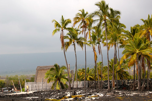 ocean vacation plant water hawaii lava coast flora rocks hawai‘i hawai
