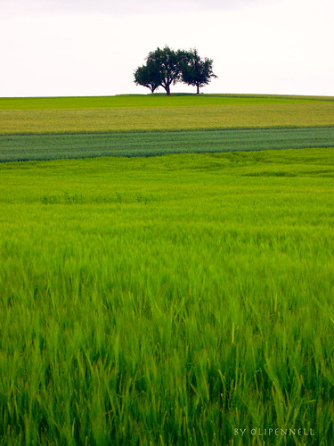 tree field wheat feld baum acre getreide