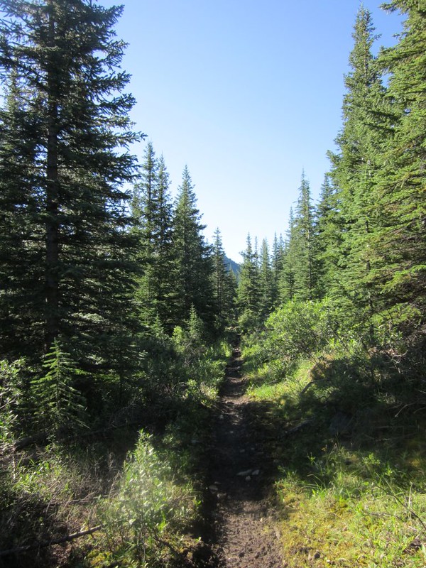Typical muddy trail through the pines near Sawback Creek on the Forty Mile Creek Trail