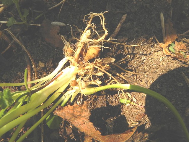 7 Ranunculus ficaria=Renoncule ficaire et ses bulbilles