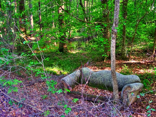 old tree green abandoned water rural forest weeds woods junk scenery decay alabama detroit creepy couch dirt swamp hdr marioncounty photomatix