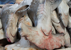 Sharks at Dubai Fish Market