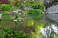 Koi pond in Shin Zen Garden
