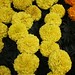 Marigold discovery Yellow African 