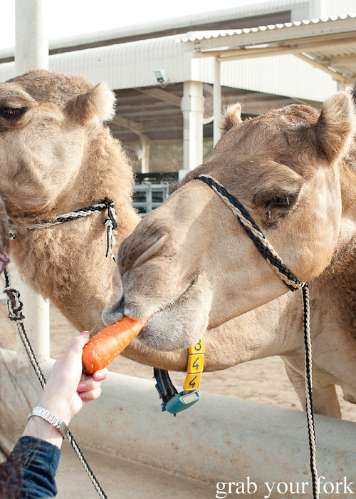 Camels being treated with carrots at Camelicious, Dubai