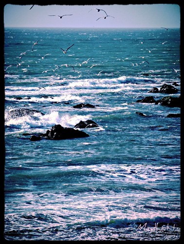 ocean trees birds rocks waves pacific medhathi ringexcellence coastalandwaterviewsbymi