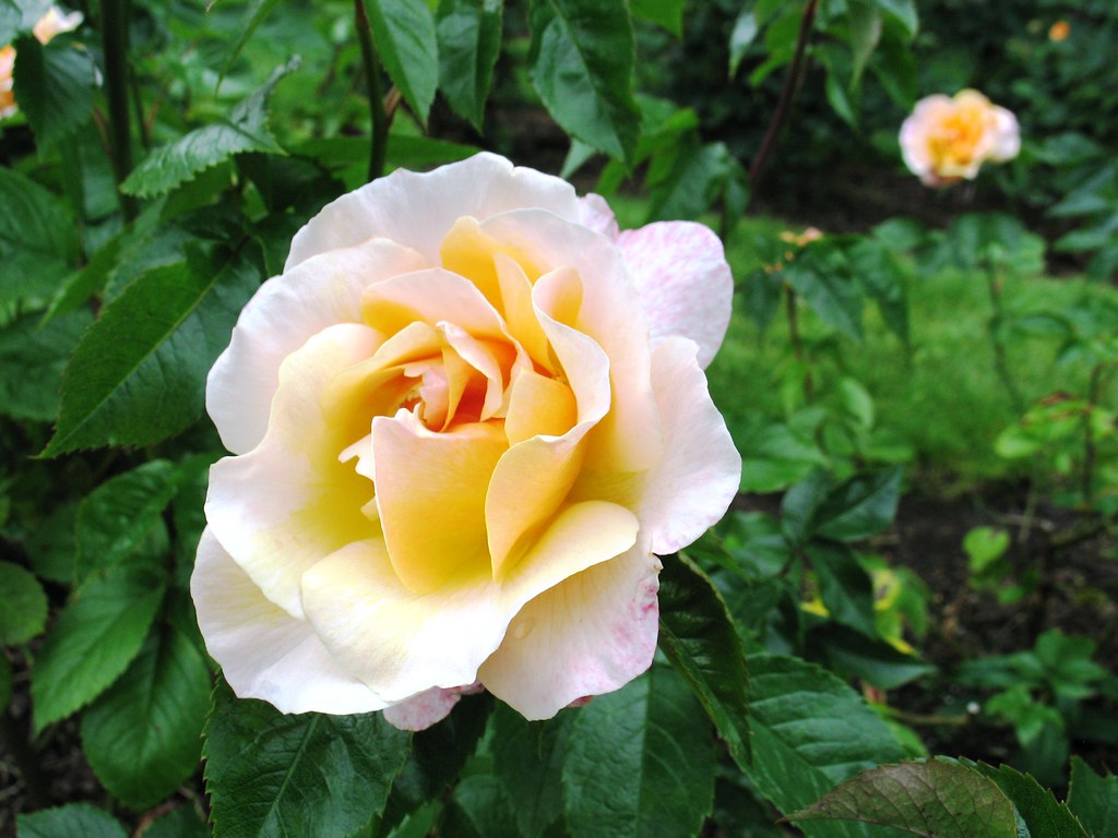 Photo Essay Portland International City Of Roses