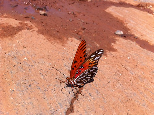naturaleza insectos animal mariposa chiapas ecologia
