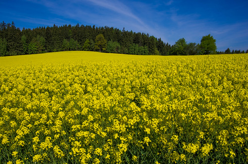 flowers nature field yellow walking spring hiking may praha czechrepublic cz votice rapeseed 2016 prčice pochod centralbohemianregion