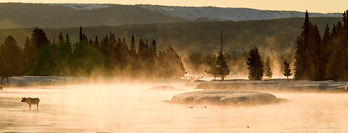 trees mist mountains nature water birds sunrise river landscapes moose idaho