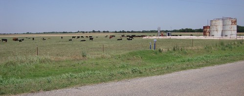 oklahoma ok landscapes majorcounty greatplains northamerica unitedstates us cows cattle