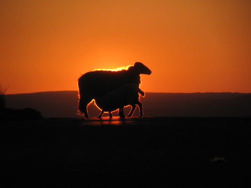 sunset orange sheep lamb shillouette swaledale