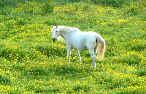 horse flower grass natur meadow wiese panoramafotográfico sabine1955