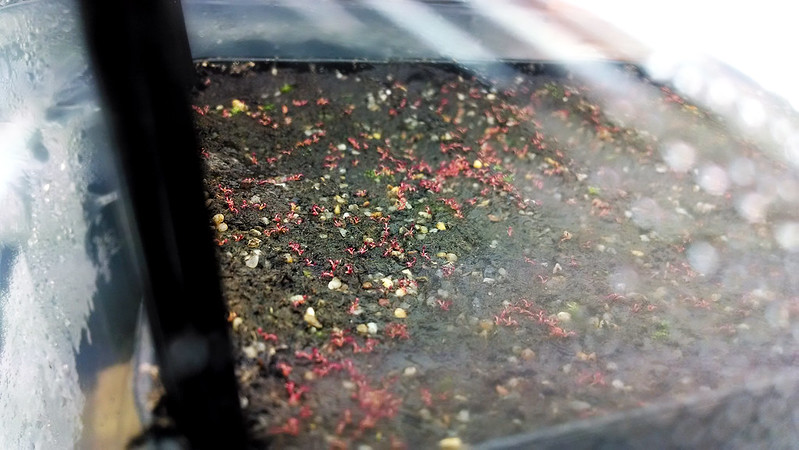 Red-colored Drosera capensis seedlings.