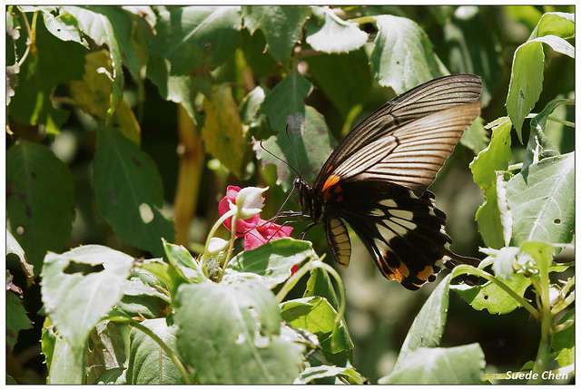 大鳳蝶 Papilio memnon heronus Fruhstorfer, 1902