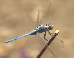 Light Blue Dragonfly DSC_4931