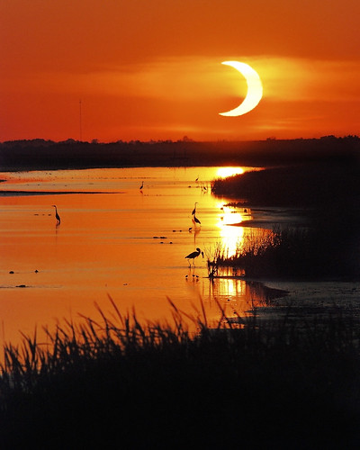sunset orange sun moon bird heron silhouette wildlife kansas wetland solareclipse cheyennebottoms 52012