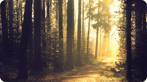 trees light sunlight nature sunshine forest schweiz switzerland licht wald bäume