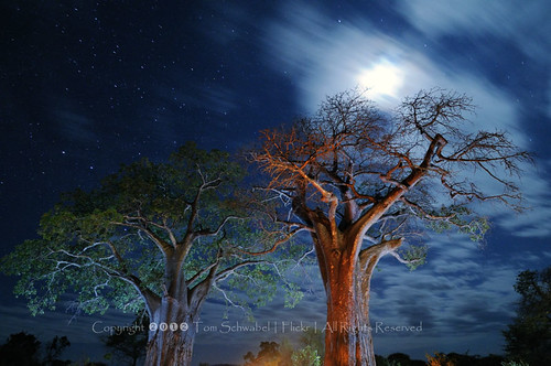 africa sky moon tree night clouds stars tanzania nationalpark safari baobab tarangire tomschwabel