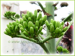 Flowering buds of Agave desmettiana 'Variegata' (Dwarf Variegated Agave, Variegated Smooth Agave/Century Plant)