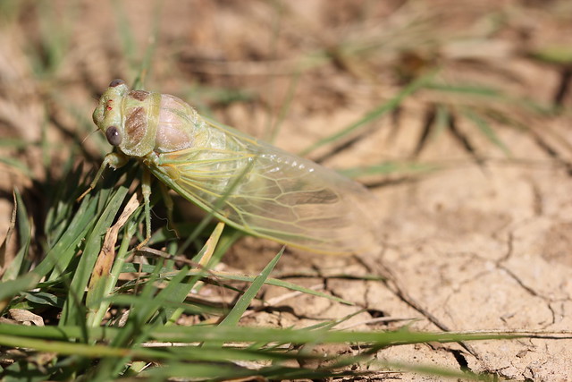cicada juvenile