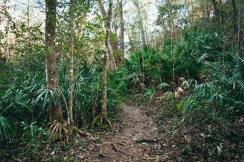 wild green nature forest landscape woods afternoon florida outdoor hiking scenic trail tropical naturalbeauty northflorida floridastatepark goldheadbranchstatepark vsco floridahikes vscofilm