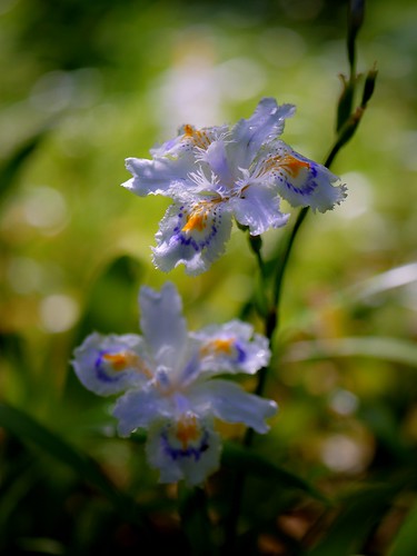 flower irisjaponica シャガ fringediris