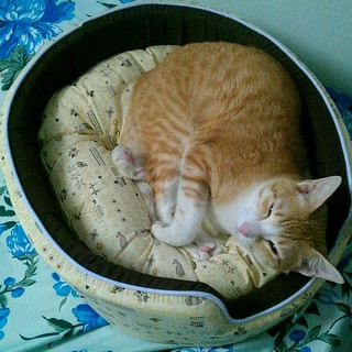 Hoshi's new bed