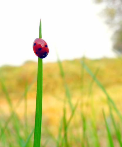 red green nature grass shropshire farming shrewsbury ladybird ringexcellence