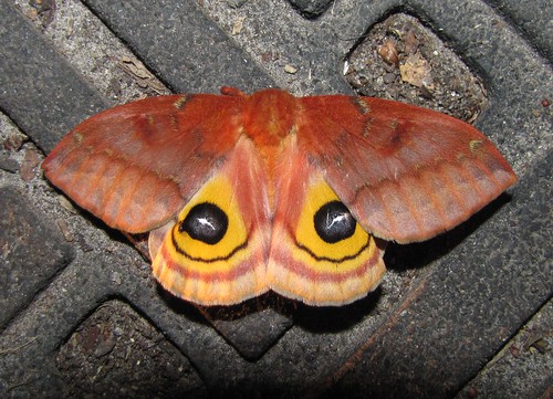 nature insect wildlife moth southcarolina hemingway silkmoth iomoth automerisio