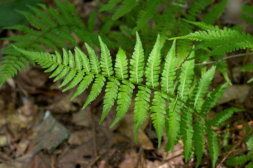 green frond