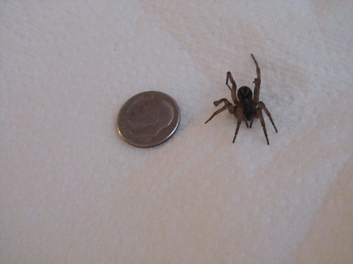 Oh, HELLO drowned spider that I ALMOST TOUCHED WITH MY HAND as I was reaching into the washing machine.