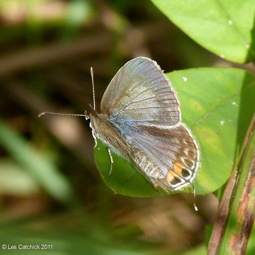 butterfly coast ghana lpjc brenu africancupid euchrysopsosiris