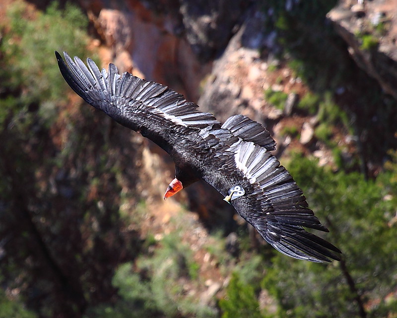 IMG_3429 California Condor #266, Mather Point, Grand Canyon National Park